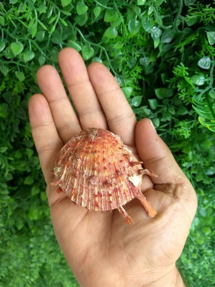 Ostra natural 04