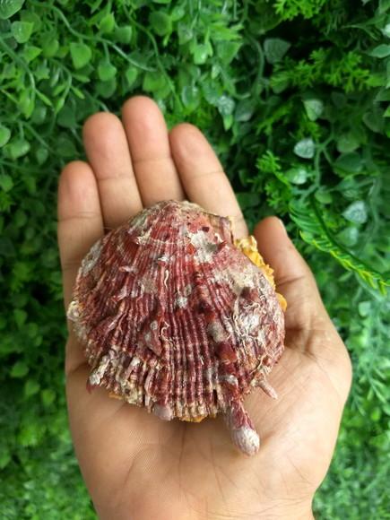 Ostra natural 06