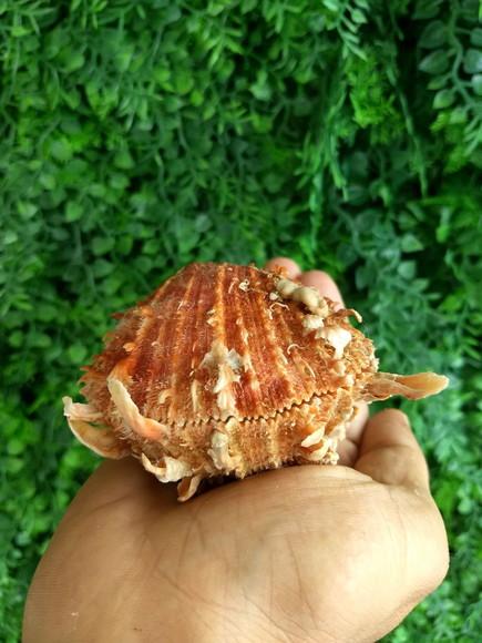 Ostra natural 10
