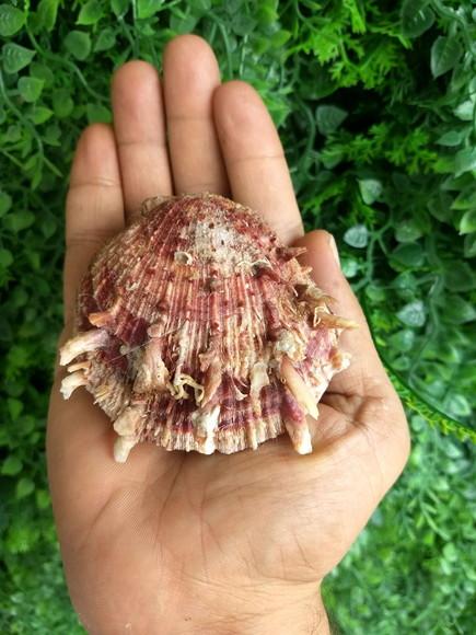 Ostra natural 08