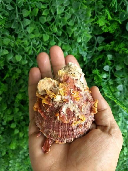 Ostra natural 06
