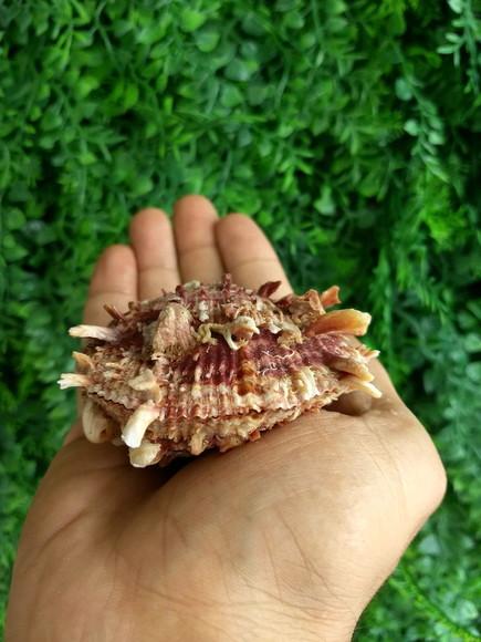 Ostra natural 08