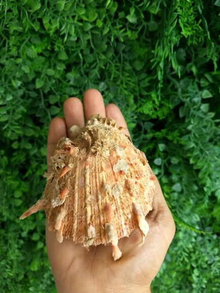 Ostra natural 10