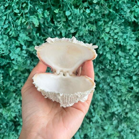 Ostra Natural 103
