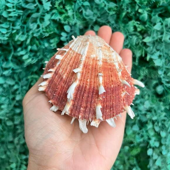 Ostra Natural 102