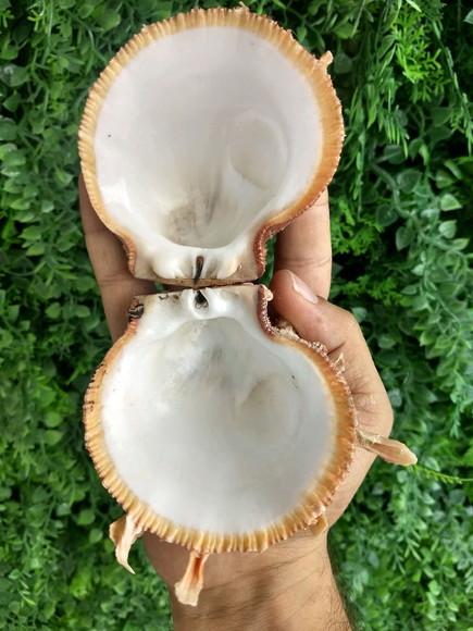 Ostra natural 10