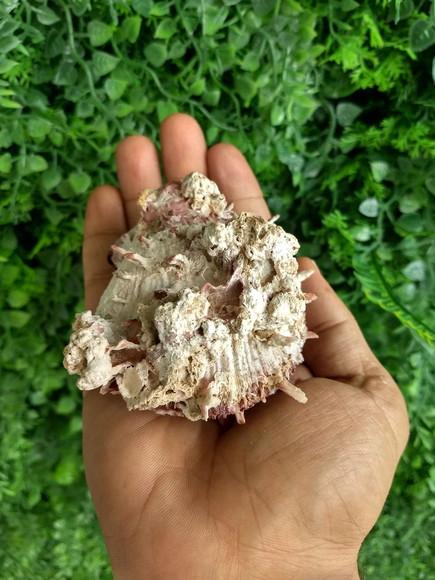 Ostra natural 11