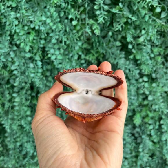 Ostra Natural 21