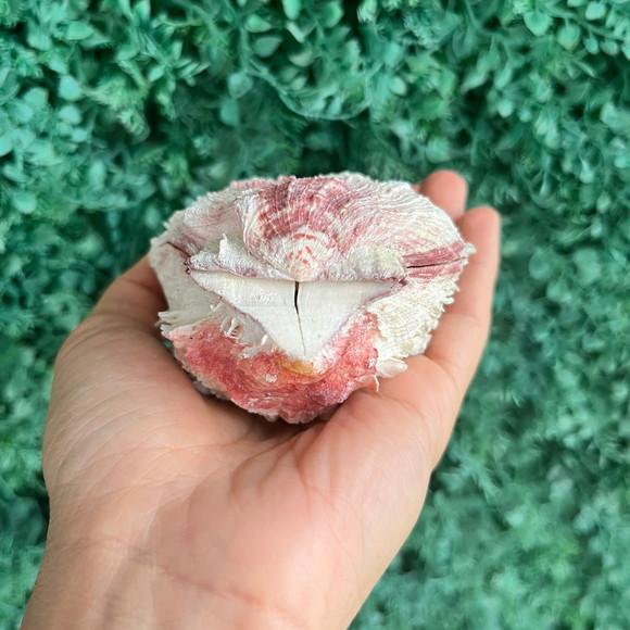 Ostra Natural 103