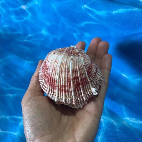 Ostra Natural 43