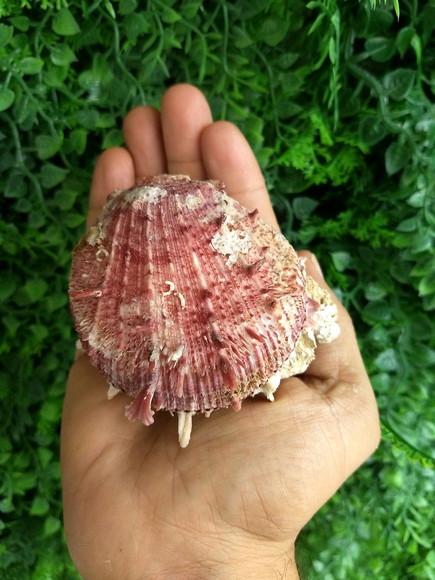 Ostra natural 11