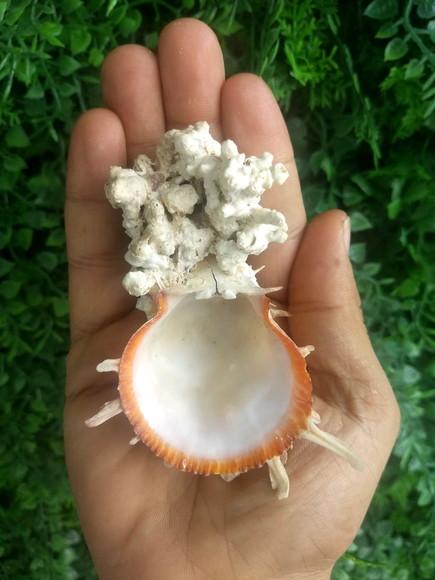 Ostra natural 13