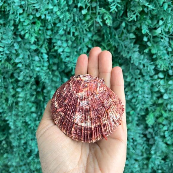 Ostra Natural 21
