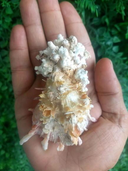 Ostra natural 13
