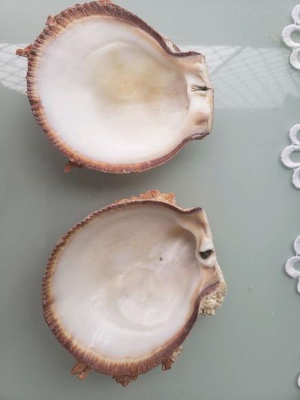 Ostra natural 57