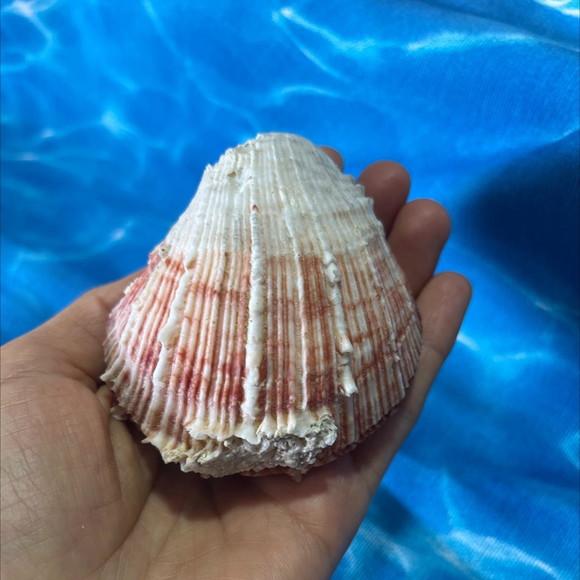 Ostra Natural 43