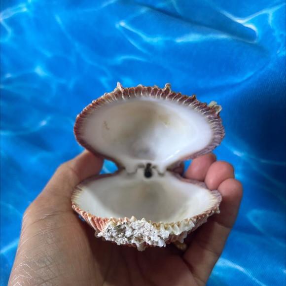 Ostra Natural 43