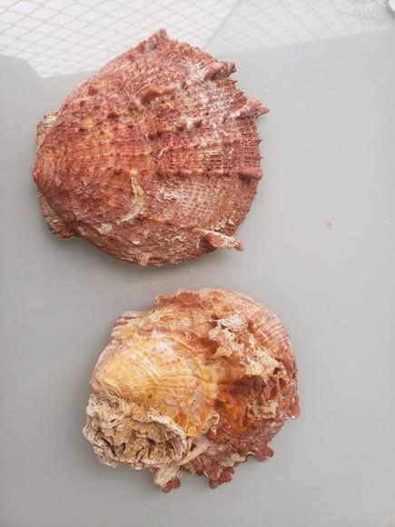Ostra natural 57