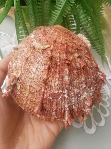 Ostra natural 57