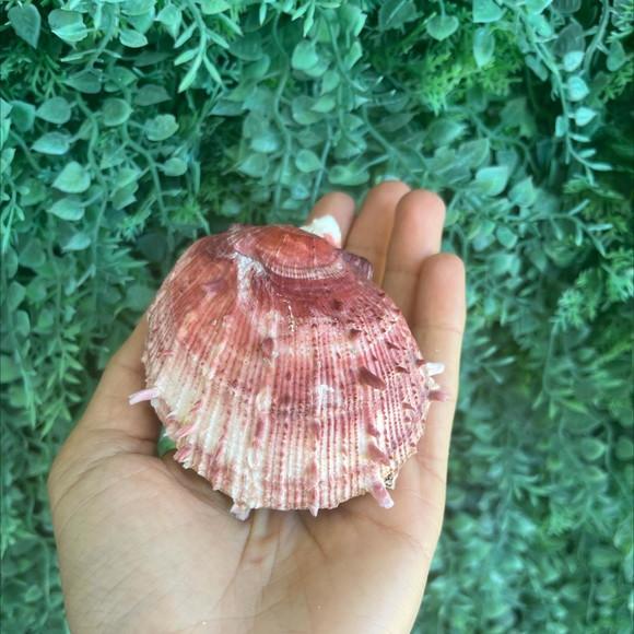Ostra Natural 44