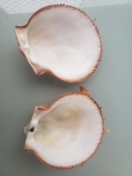 Ostra natural 58