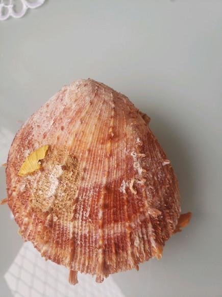 Ostra natural 58
