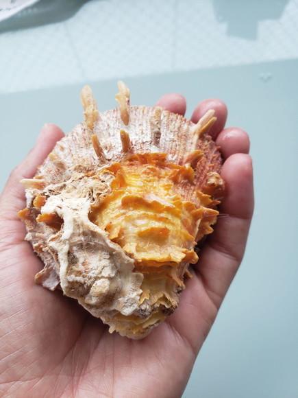 Ostra natural 61