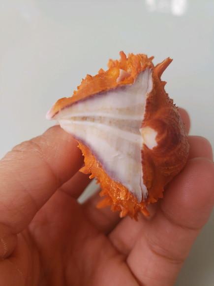 Ostra natural 85