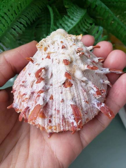 Ostra natural 62
