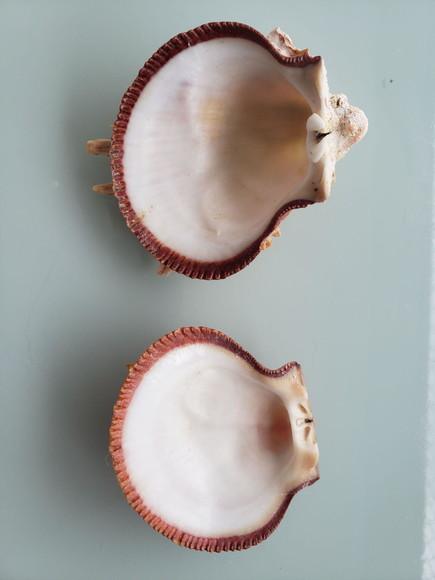 Ostra natural 61