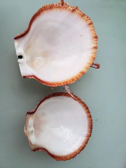 Ostra natural 62