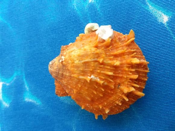 Ostra natural Spondyllus Barbatus 16