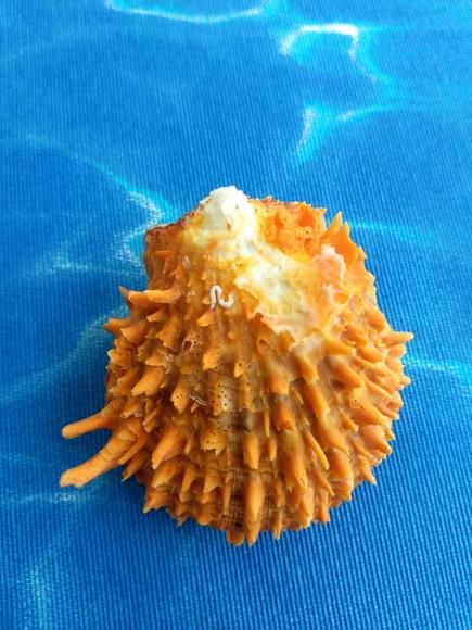 Ostra natural Spondyllus Barbatus 15