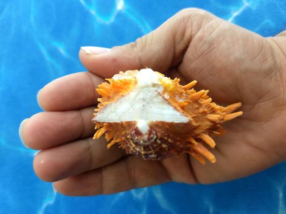 Ostra natural Spondyllus Barbatus 15