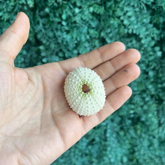 Ouriço do Mar 11