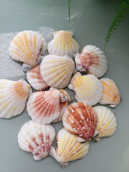 Porta Guardanapo de Conchas