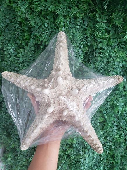 Promoção Estrela do Mar de Resina Gg