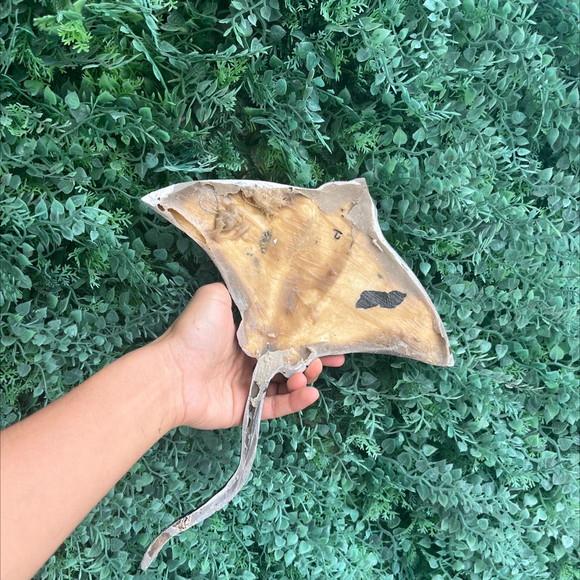 Raia de Parede Fibra m 30 cm