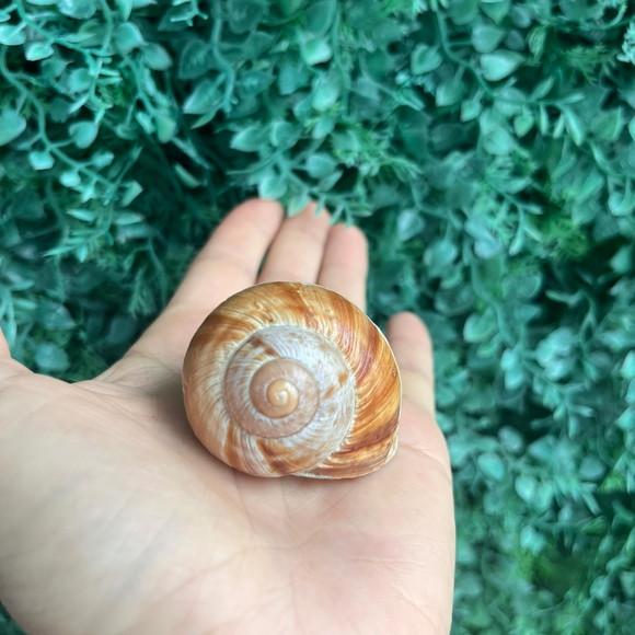 Roman Snail 01