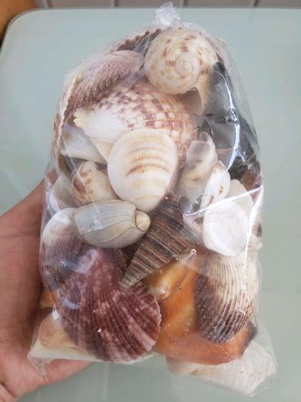 Saco de Conchas do Mar Natural