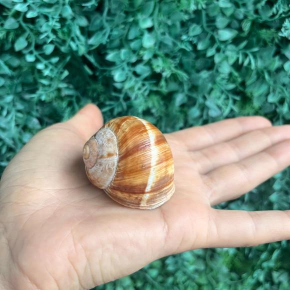 Roman Snail 01