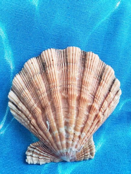 Shell concha do mar cod 03