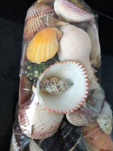 Saco de Conchas do Mar Natural G