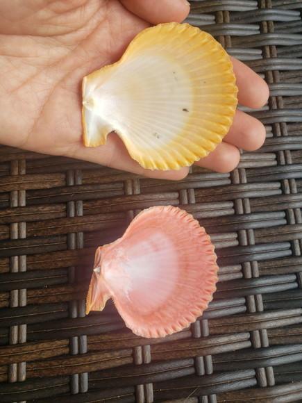 Shell Concha do Mar 2 Unidades Cod 5
