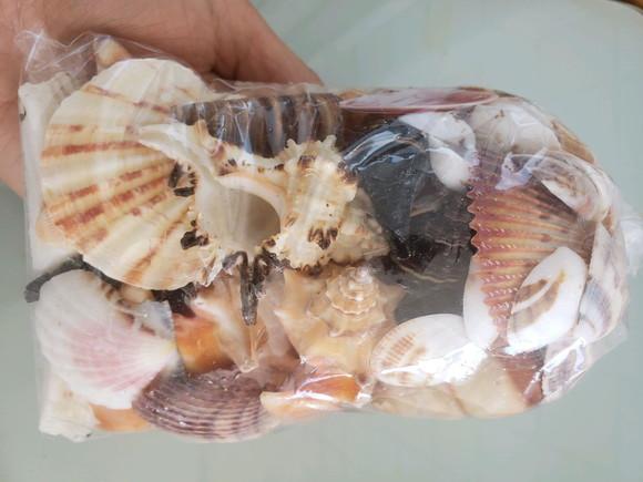 Saco de Conchas do Mar P