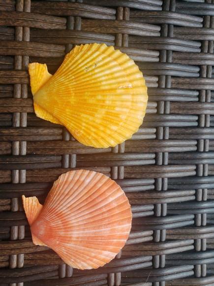 Shell Concha do Mar 2 Unidades Cod 5