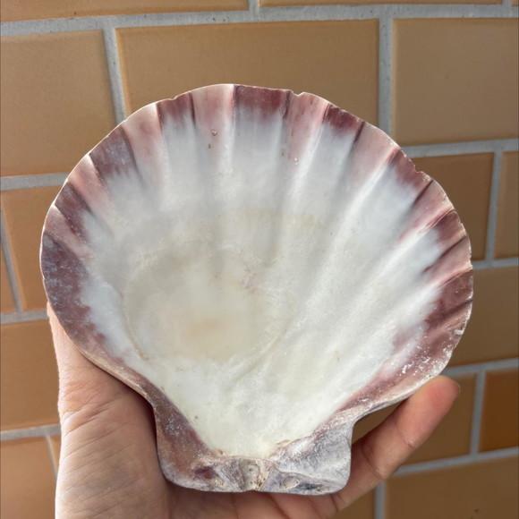 Shell Concha do Mar Cod 2