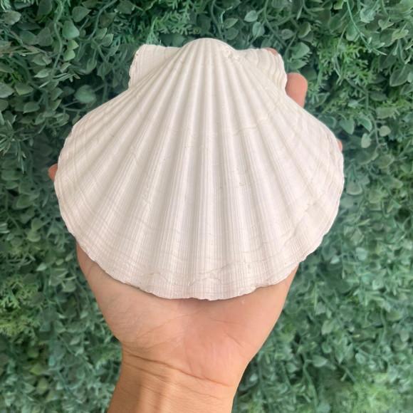 Shell Concha do Mar Cod 10