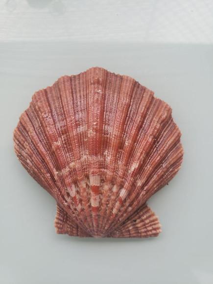 Shell concha do mar cod 21