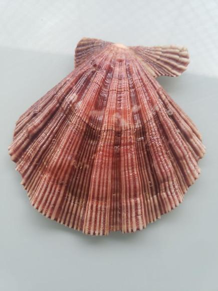 Shell concha do mar cod 22